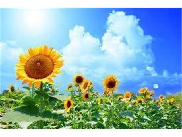 BENTLEY / BENTLEY open